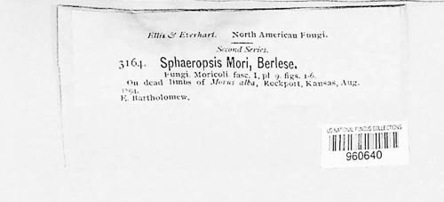 Aplosporella mori image